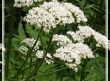 Baldrian( DZ und Mehrbettzimmer ) Baldrian( DZ und Mehrbettzimmer ) Bild