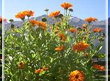 Ringelblume Ringelblume Bild