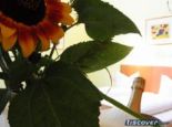 Doppelzimmer (Standard) im Sommer, Zimmer Doppelzimmer - Hotel Restaurant Viktor Viktorsberg