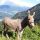 Sonderbichlhof - Zillertal Bild für Fotogalerie