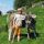 Tiere zum Anfassen.........auf der Alm