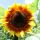 Sonnenblume