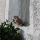 Katze - Untertilliach Tirol