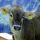 Cow at Damuels - Damuels Vorarlberg