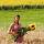 Sonnenblume
