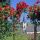 Pinsdorf Bild by erlas