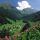 Almrauschblütezeit - Region de Schladming - Dachstein Stiermarken