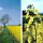 Collage Rapsblüte
