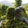 Weinlese in Spitz