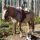 Criollo mit Hunden - Ampflwang Oberoesterreich
