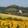 Falkenstein im Sommer