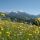 Blumenwiese Wurbauerkogel