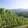 Weinbau in der Steiermark