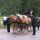 Kutschengespann - Foto: ARGE Wanderreiten - Windischgarsten Opper-Oostenrijk