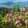 Alpine roses Wildschönau - Вильдшенау (регион) Tyrolsko