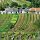 Weinkultur und Weinberge in Niederösterreich