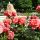 Rosenbrunnen_1a Galerie 640 480