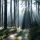 Wald