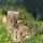 Burgruine Stauf