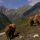 Sommer auf der Alm