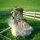 Tiere