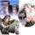 Exhibitions with birds of prey - Kapfenberg Styria