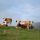 Kühe auf der Alm in Fischbach