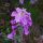 besondere Blumen in Fischbach