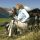 Nationalparkranger - Kelet-Tirol Tirolo