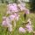 blume