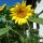 Sonnenblumen