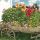 Blumenimpressionen