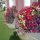 Blumenimpressionen - Doren Vorarlberg