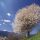 Apple Tree
