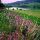 Ein Blick Richtung Urlsee
