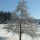 Schneebaum