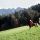 Reiten