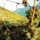 WACHAU-NIBELUNGENGAU-KREMSTAL<br /><br />Auf Stein gebaut