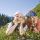 Kindersommer Brandnertal - Brandnertal Vorarlberg