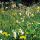 Blumenwiese