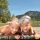 Familienurlaub - Kufstein Ferienland Tirol