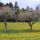 Löwenzahnwiese in Lingenau - Lingenau Vorarlberg