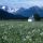 Lechaschau Tirol