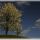 Kirschbaum
