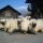 Wallis black-nosed sheep - Visperterminen Valais