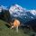 Adelboden-Lenk Berner Oberland