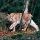 Luchs