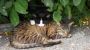 Katzen - Bio-Bauernhof EGGERHOF Strobl