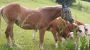 Tiere auf der Weide - Feichtinger Steinbach am Attersee