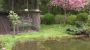teich-huennerstall